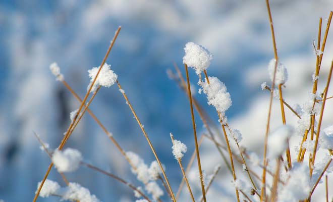 Winter snow